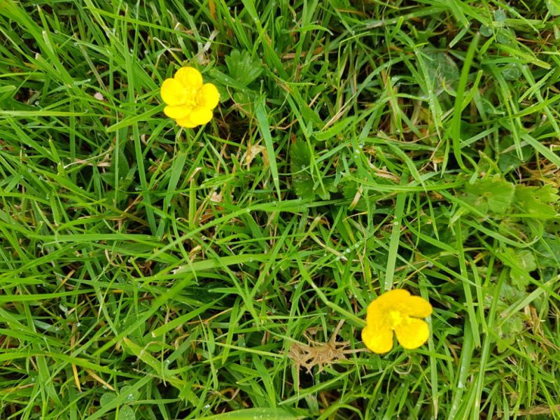 Yellow.