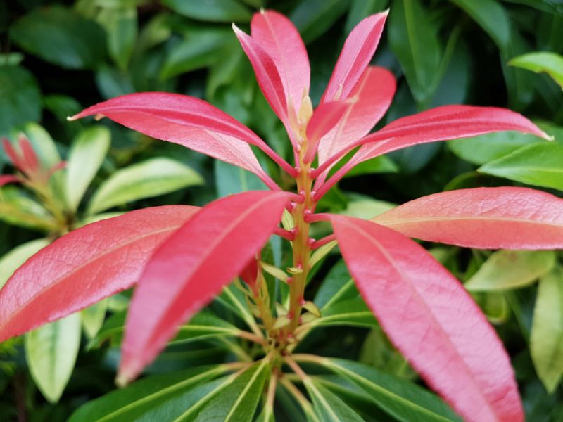 Pinky red.